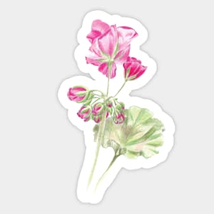 Geranium Sticker